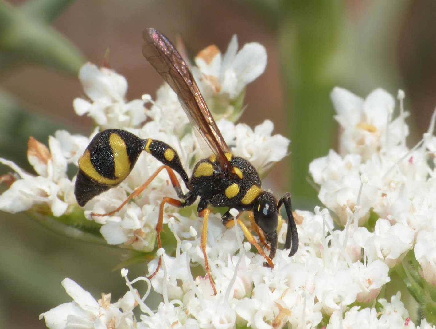 Eumenes sardous,  Vespidae Eumeninae